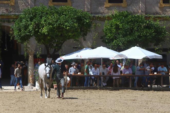 El Concurso Morfológico de Pura Raza Española (PRE) &#039;Ciudad de Córdoba&#039;, en imágenes