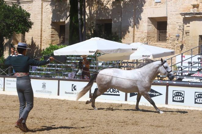 El Concurso Morfológico de Pura Raza Española (PRE) &#039;Ciudad de Córdoba&#039;, en imágenes