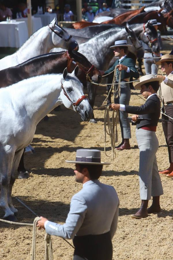 El Concurso Morfológico de Pura Raza Española (PRE) &#039;Ciudad de Córdoba&#039;, en imágenes