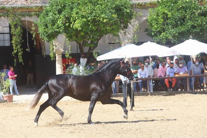 El Concurso Morfológico de Pura Raza Española (PRE) &#039;Ciudad de Córdoba&#039;, en imágenes