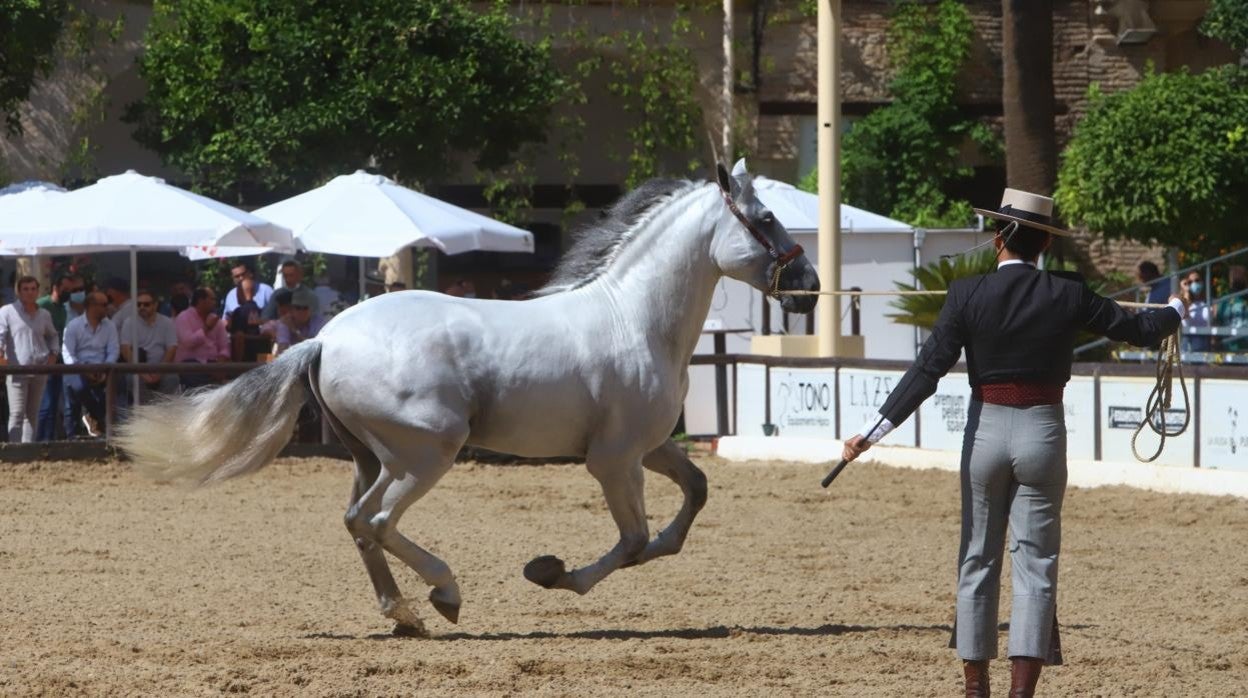 El Concurso Morfológico de Pura Raza Española (PRE) &#039;Ciudad de Córdoba&#039;, en imágenes