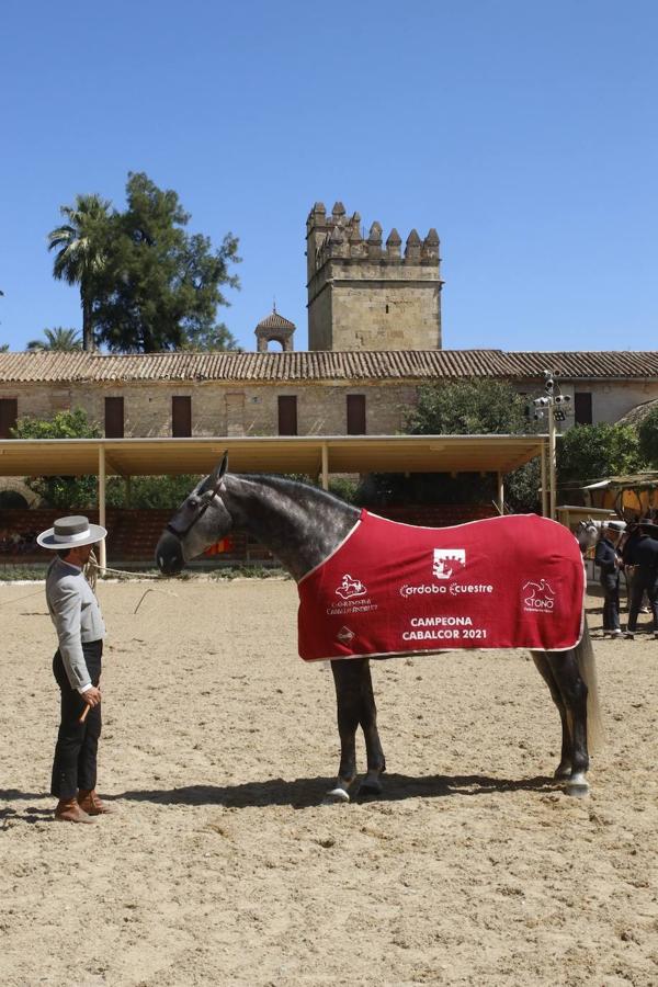 La entrega de Premios Cabalcor 2021 en Caballerizas Reales, en imágenes