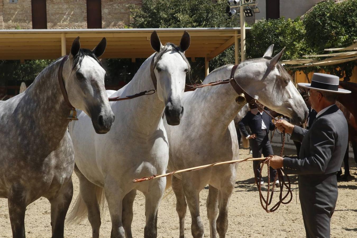 La entrega de Premios Cabalcor 2021 en Caballerizas Reales, en imágenes