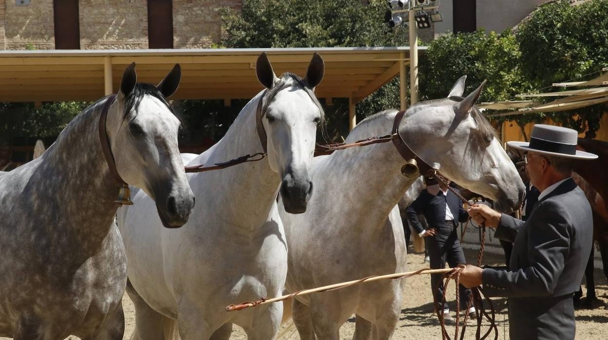 La entrega de Premios Cabalcor 2021 en Caballerizas Reales, en imágenes