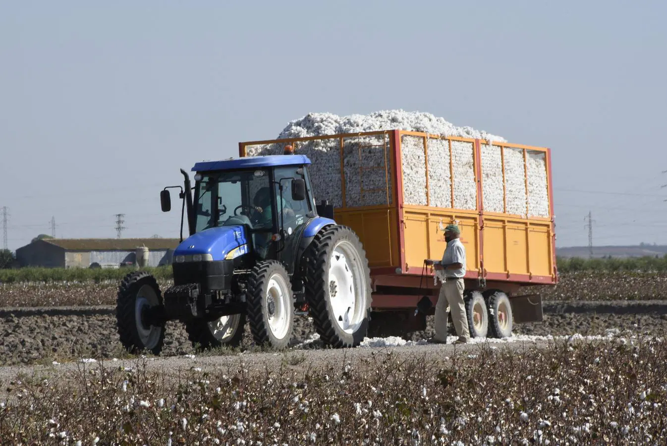 Inicio de la campaña de recogida del algodón en campos de Sevilla