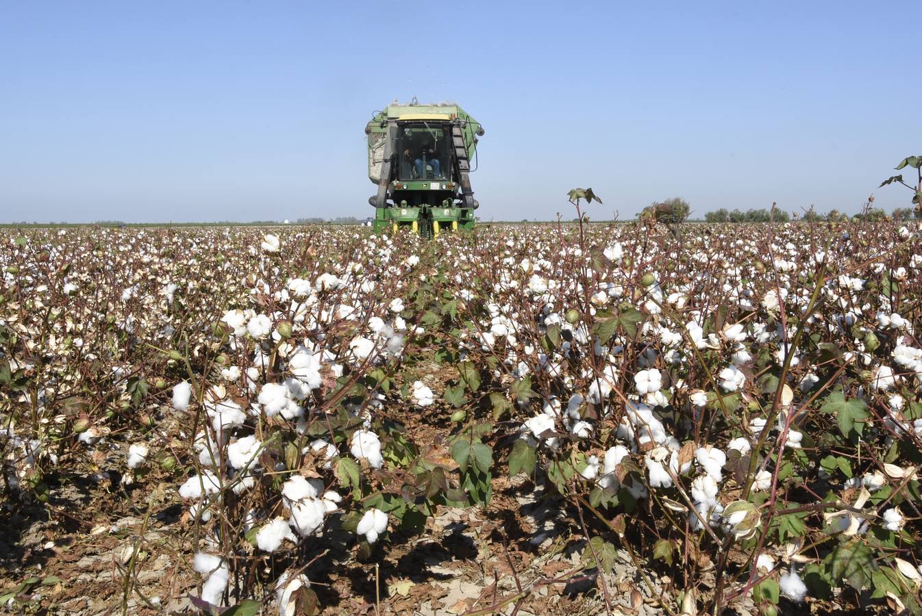 Inicio de la campaña de recogida del algodón en campos de Sevilla