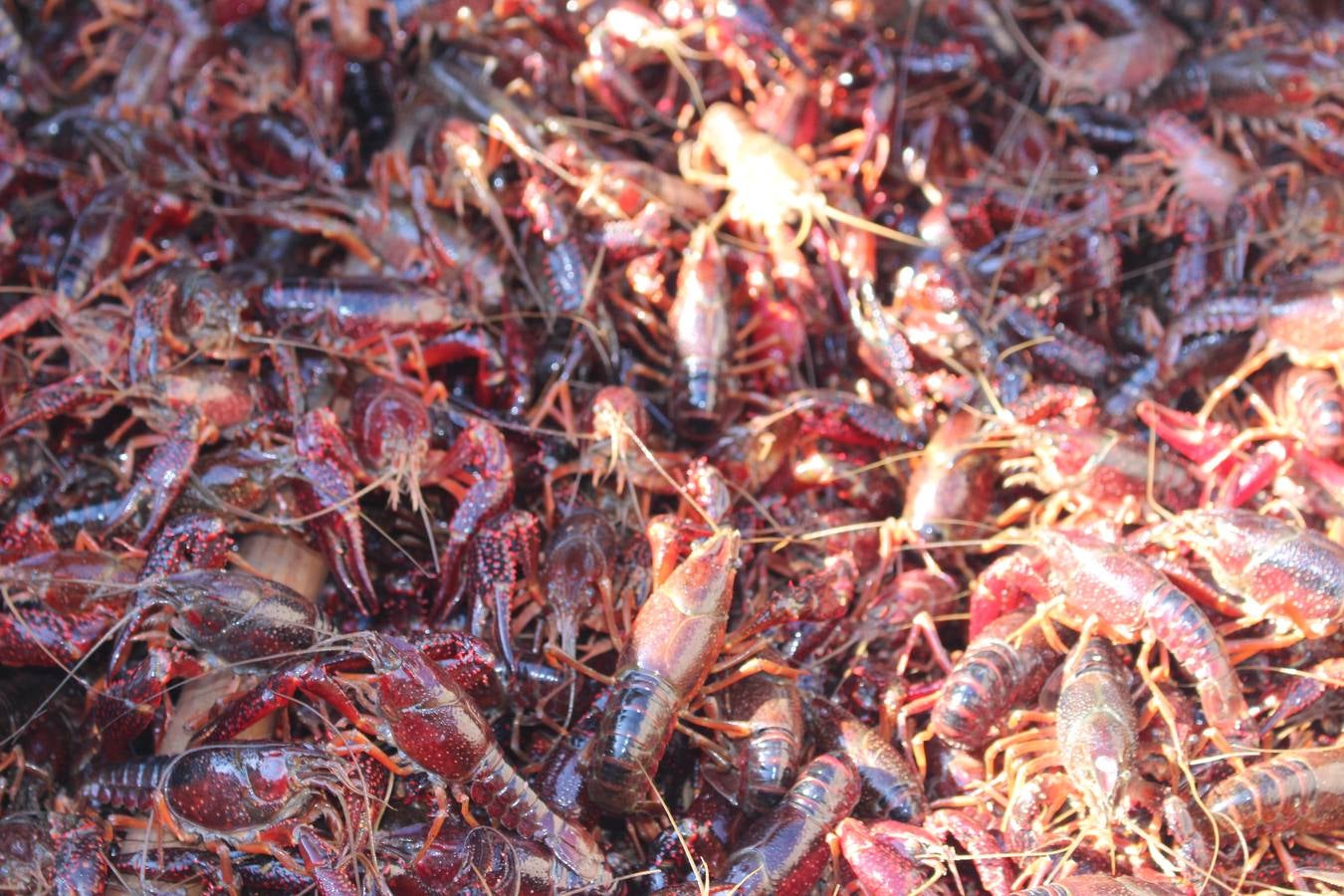 En imágenes, malos tiempos para la pesca del cangrejo rojo en Sevilla