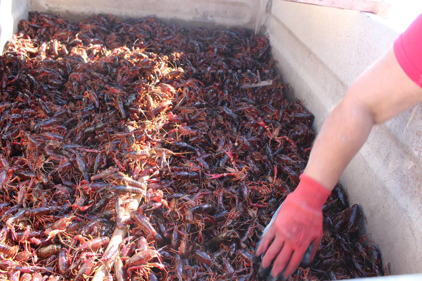 En imágenes, malos tiempos para la pesca del cangrejo rojo en Sevilla