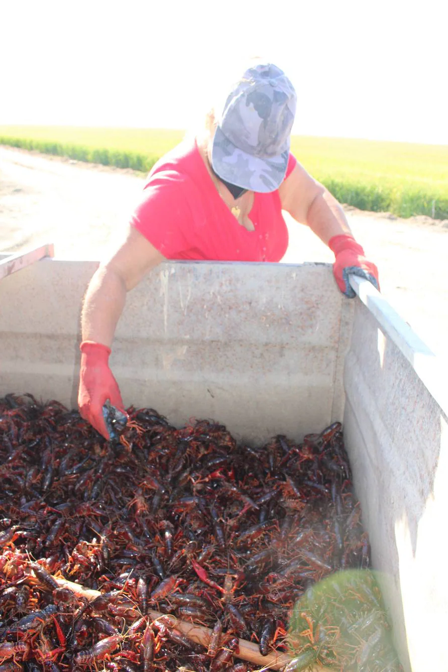 En imágenes, malos tiempos para la pesca del cangrejo rojo en Sevilla