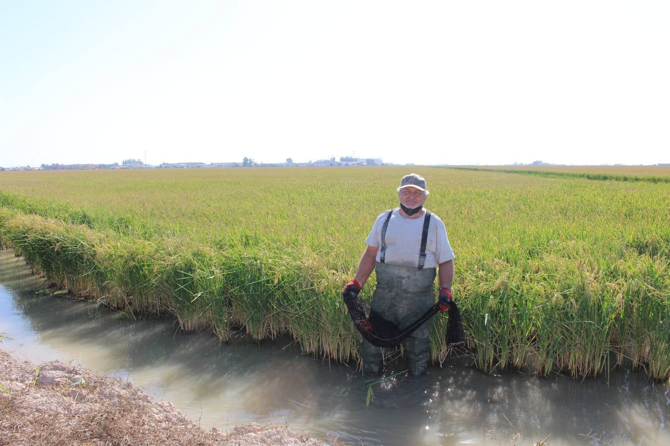 En imágenes, malos tiempos para la pesca del cangrejo rojo en Sevilla