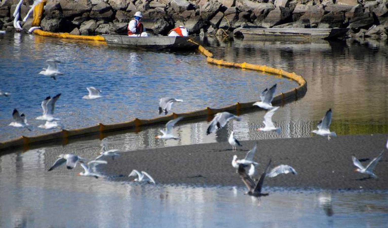 Amenaza al medioambiente. El derrame tendrá «consecuencias irreversibles sobre el medio ambiente», sostienen las autoridades tras el hallazgo de muchos peces y aves muertos en la costa