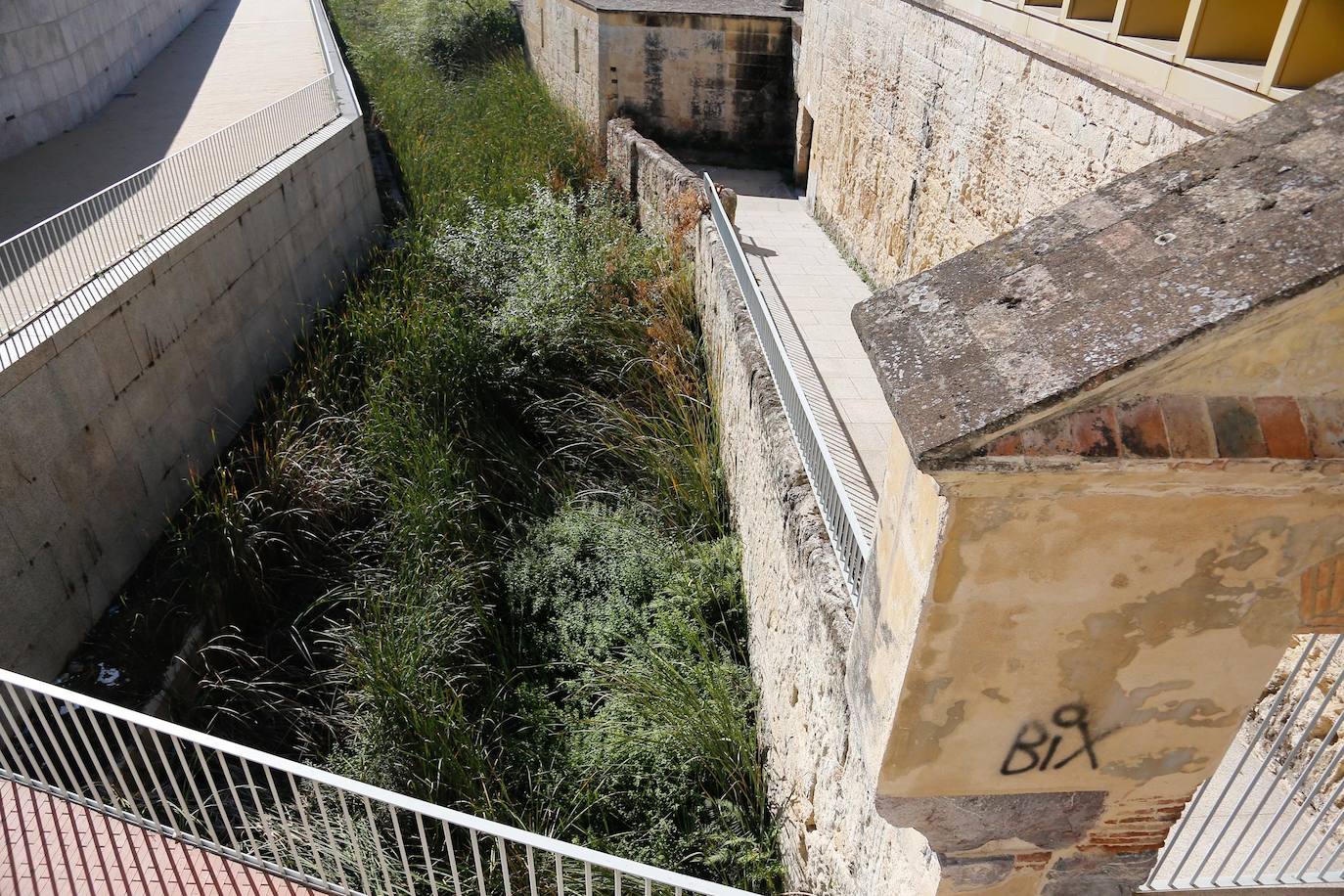 En imágenes, la vegetación tapa los molinos del Guadalquivir en Córdoba