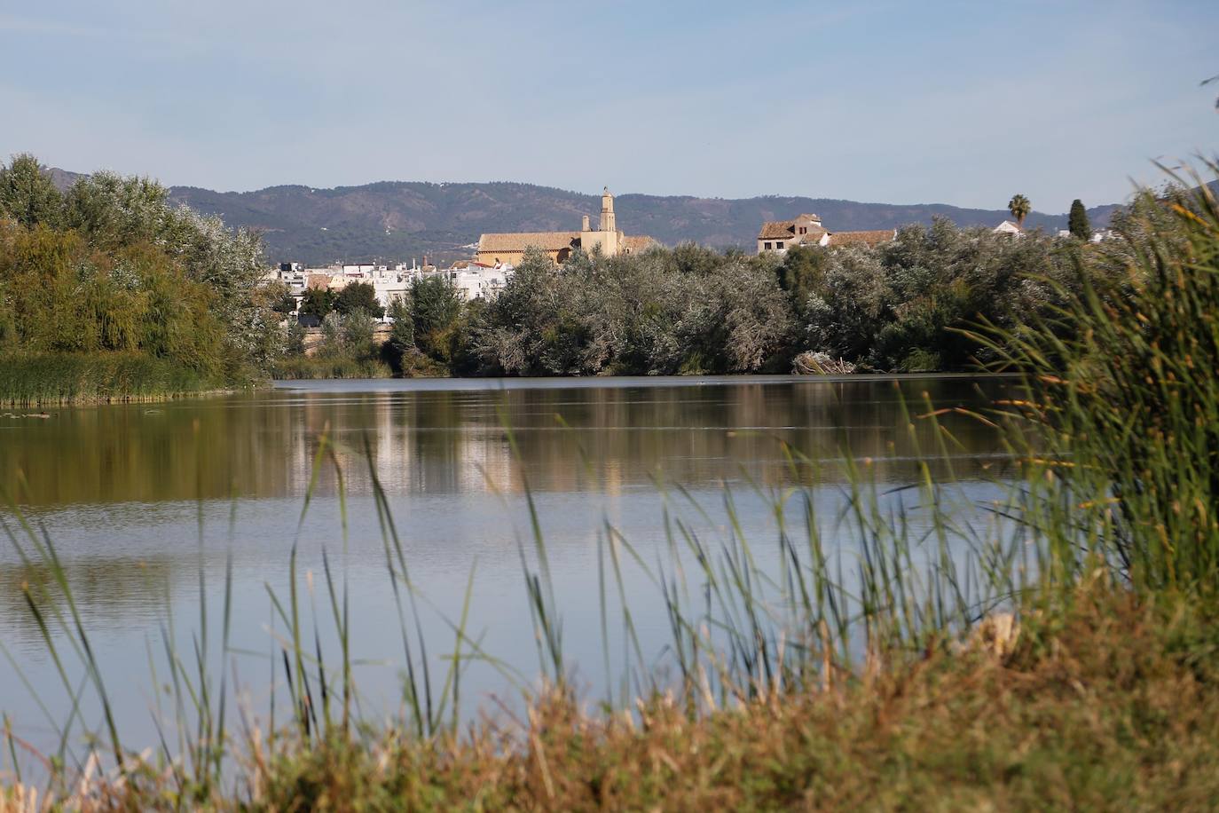 En imágenes, la vegetación tapa los molinos del Guadalquivir en Córdoba