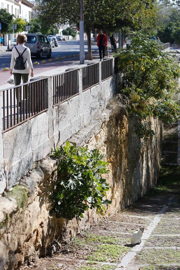 En imágenes, la vegetación tapa los molinos del Guadalquivir en Córdoba