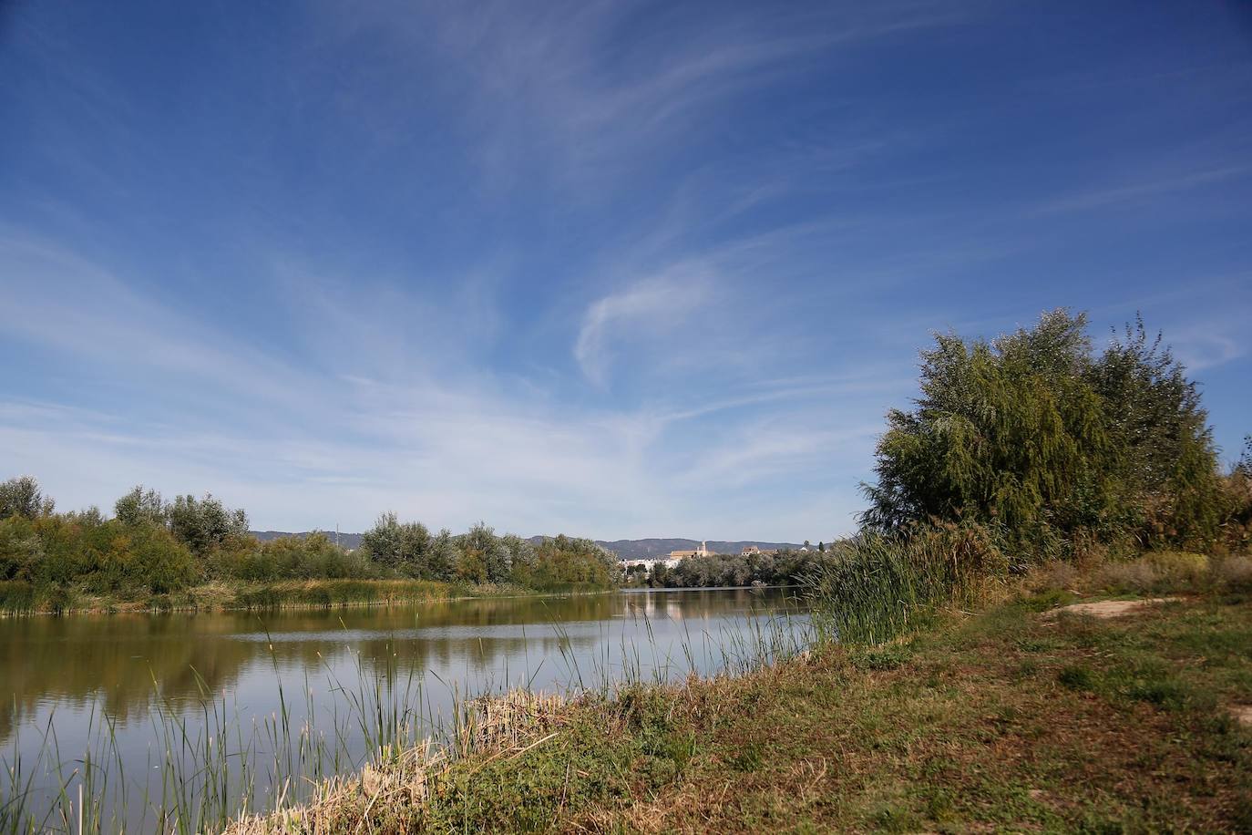 En imágenes, la vegetación tapa los molinos del Guadalquivir en Córdoba