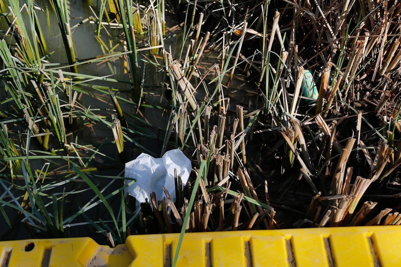 En imágenes, la vegetación tapa los molinos del Guadalquivir en Córdoba