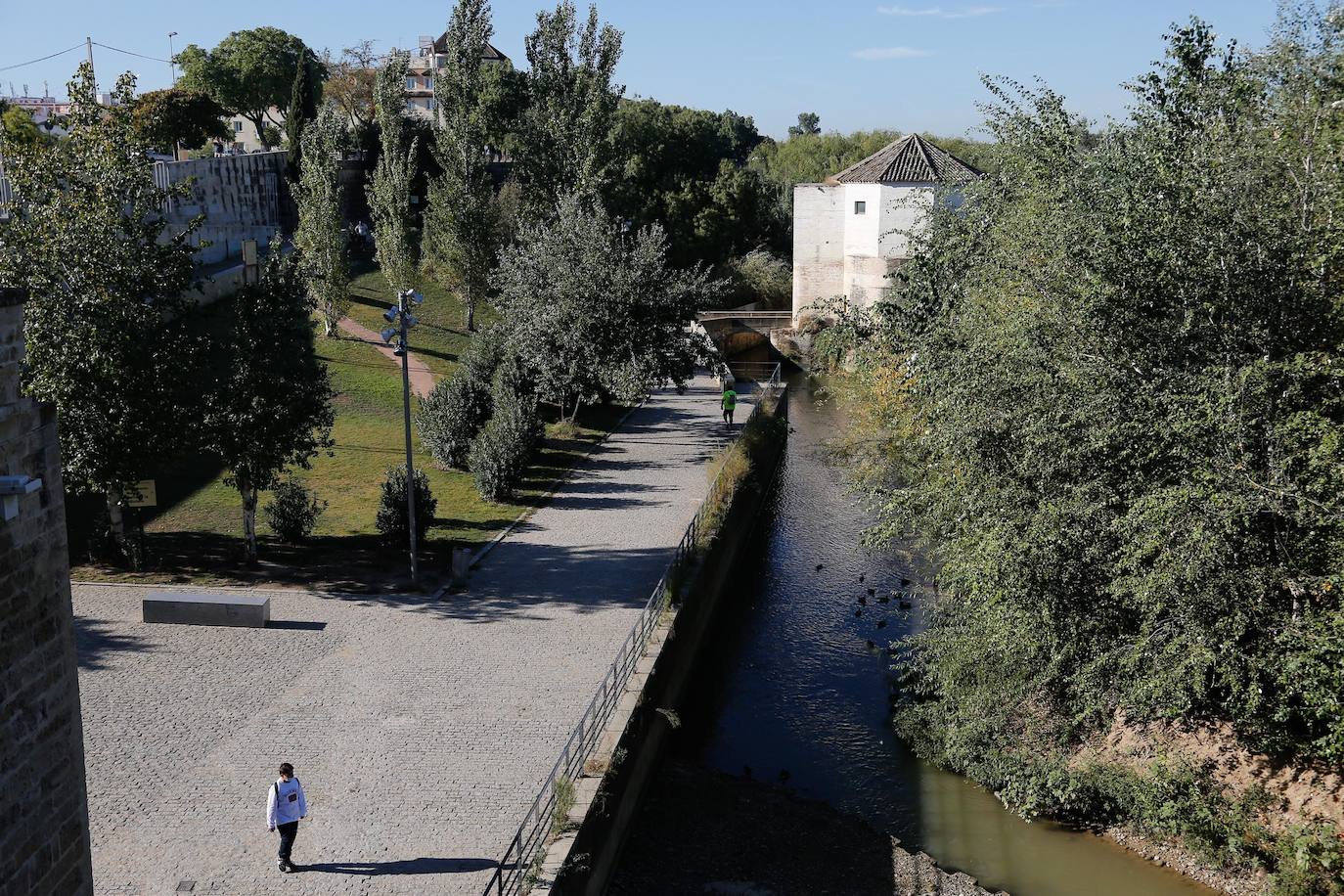 En imágenes, la vegetación tapa los molinos del Guadalquivir en Córdoba