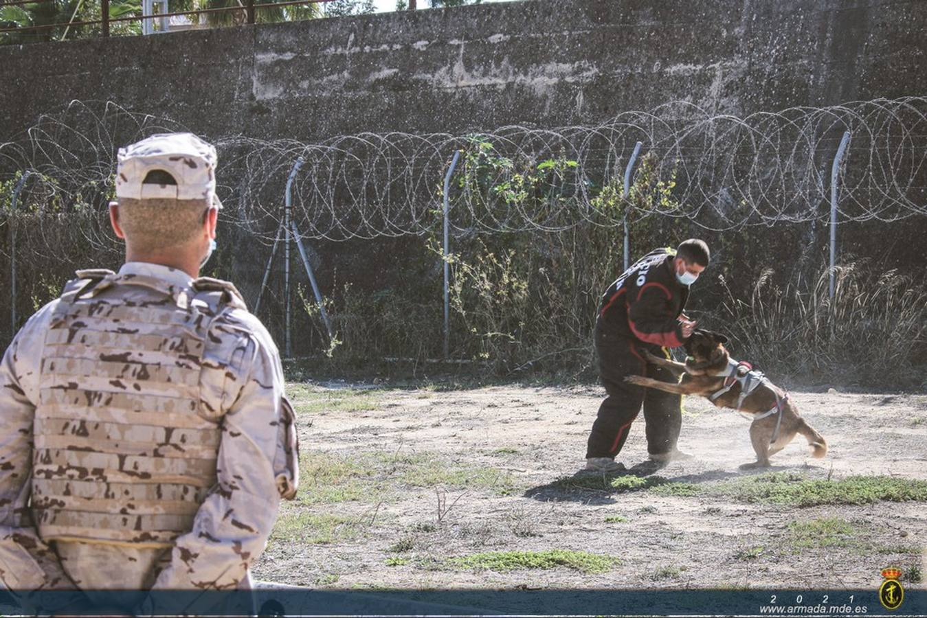 Fotos: Las unidades caninas de la Armada, en pleno ejercicio en Cádiz