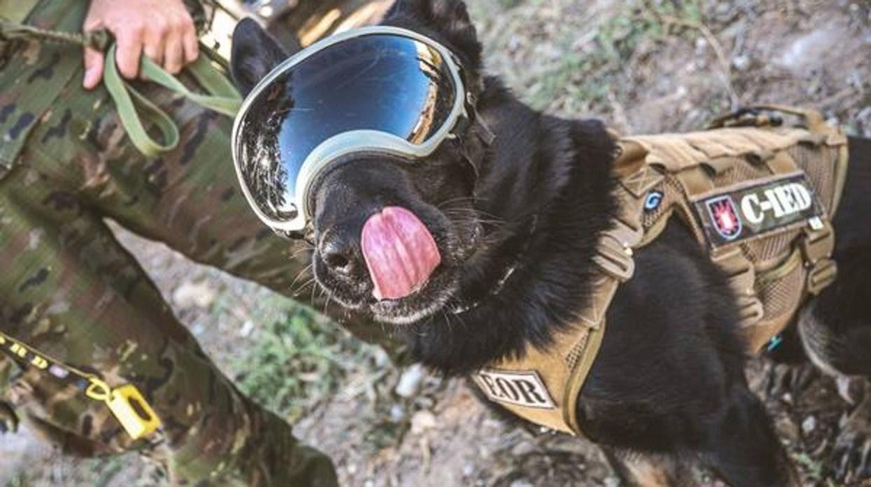 Fotos: Las unidades caninas de la Armada, en pleno ejercicio en Cádiz