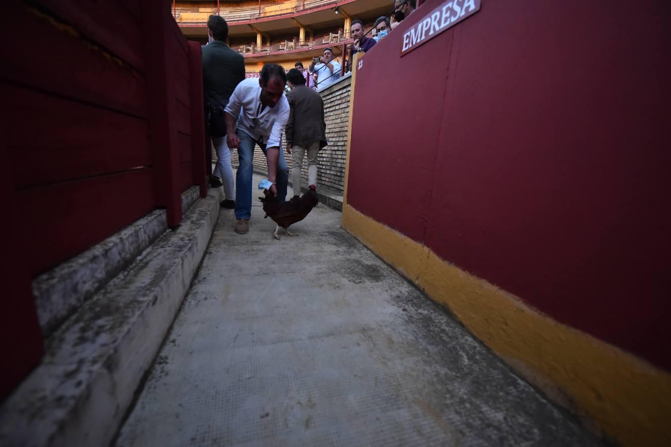 Toros en Córdoba | El cierre de temporada de Finito de Córdoba, en imágenes