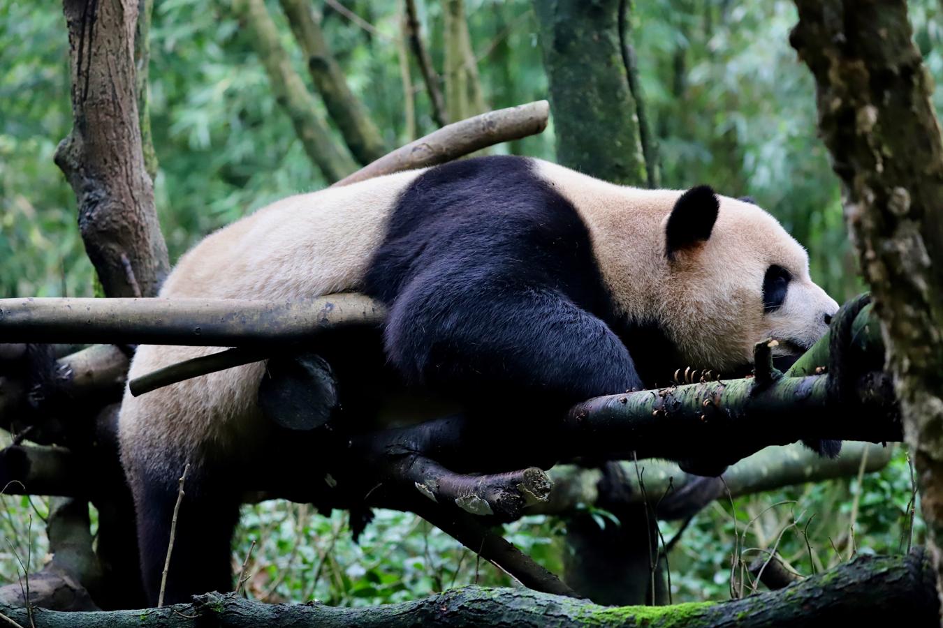 Los pandas se pasan el día comiendo cañas de bambú y dormitando entre las ramas de los árboles. 