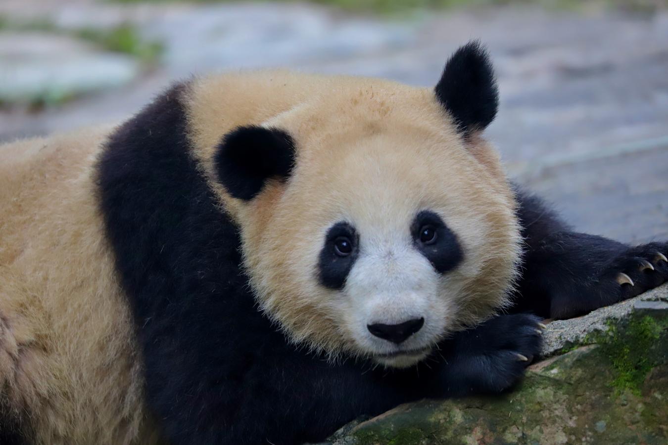 Perdidos por húmedas montañas a más de 3.000 metros de altitud, los pandas son animales solitarios y con poco apetito sexual que, además, sufren una serie de disfunciones reproductivas que dificultan la continuidad de su especie. 