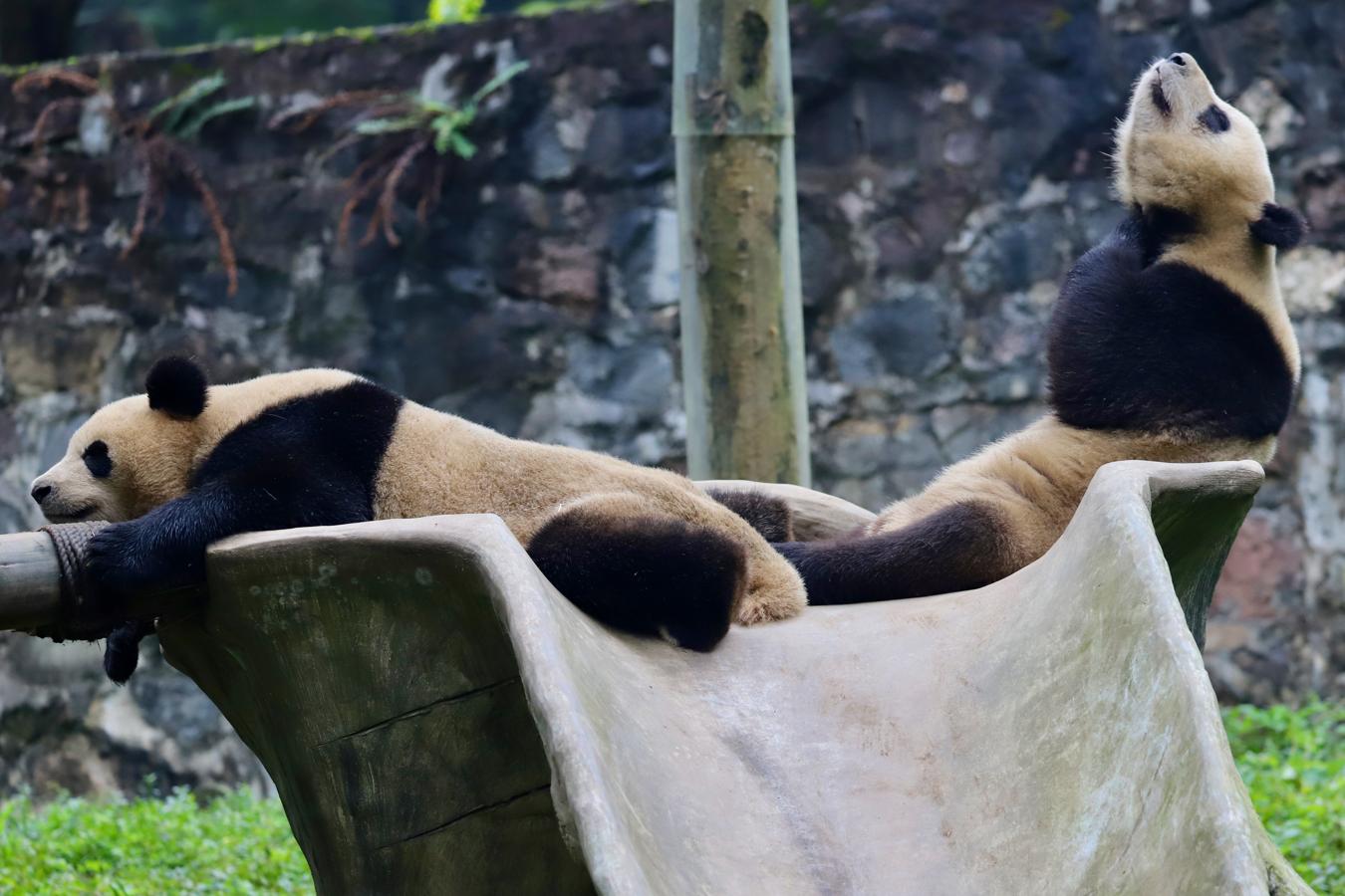 Para conservar la especie, el Gobierno chino ha creado el Parque Nacional de los Pandas Gigantes, que cuenta con el máximo nivel de protección y ocupa 22.000 kilómetros cuadrados en las tres provincias que habitan: Sichuan, Shaanxi y Gansu. 