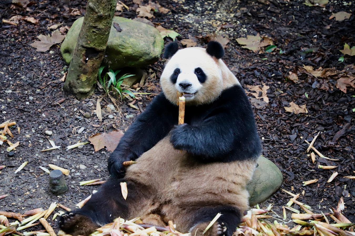 Los pandas se pasan casi todo el día comiendo bambú, que tiene poco valor nutritivo y les obliga a consumir unos 20 kilos cada jornada. 