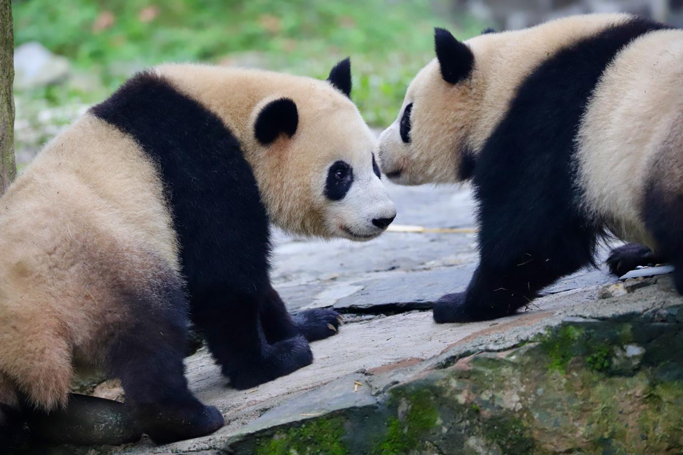 Más de 670 pandas viven en cautividad y habituados al ser humano. Aunque sus criadores intentan enseñarles a sobrevivir por sí mismos buscando comida en el bosque, solo once han sido devueltos a la Naturaleza desde 2005 y tres murieron al poco tiempo. 