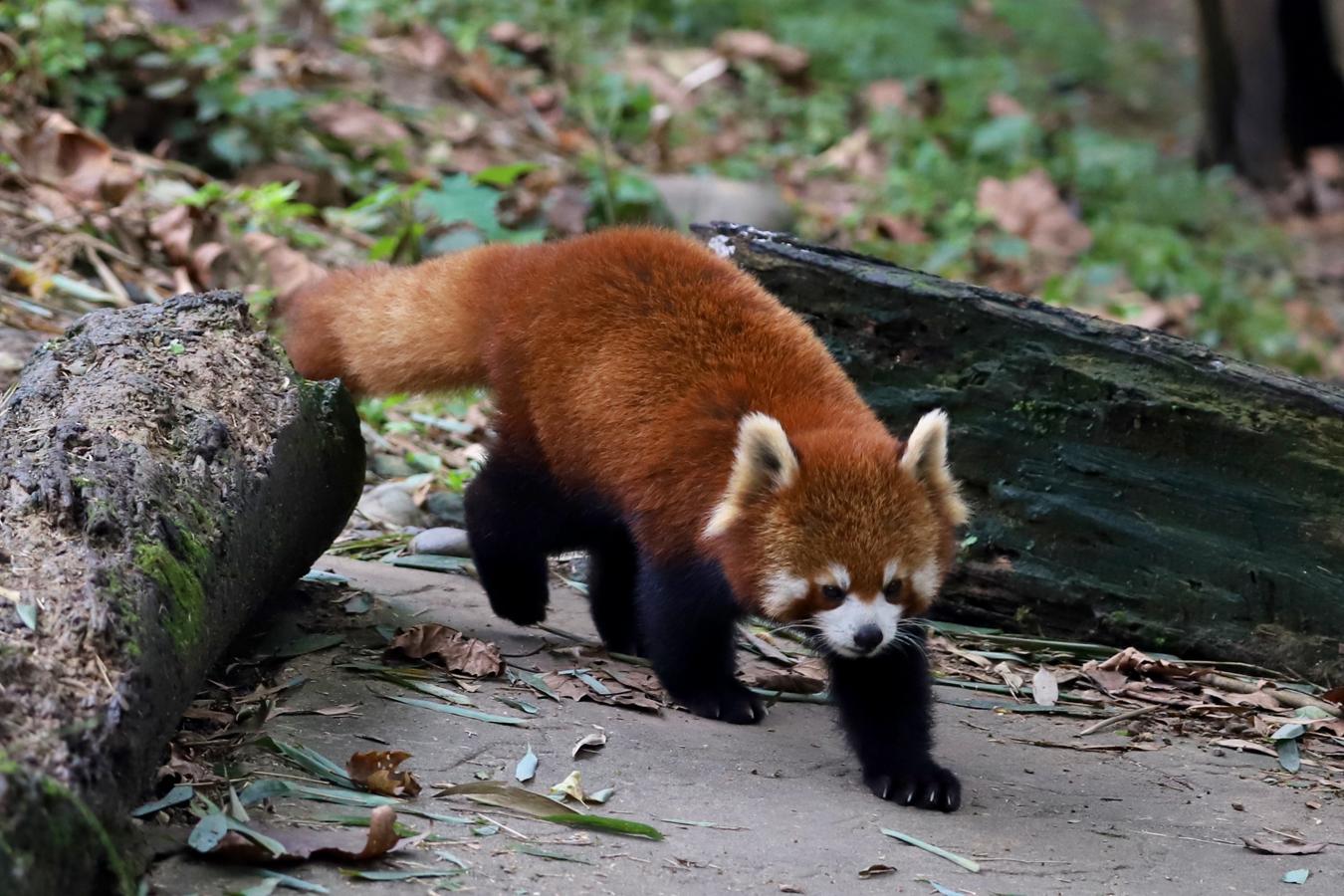 Los llamados pandas rojos son otro mamífero único en el mundo y están en peligro de extinción, pero no pertenecen a la misma familia que los pandas gigantes porque guardan más relación con los mapaches. 