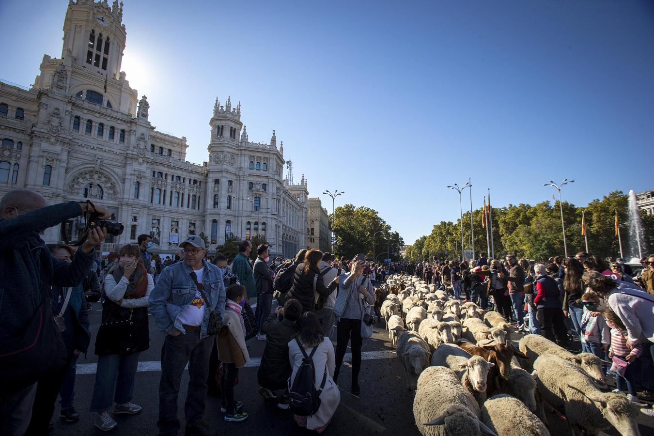 Mil ovejas y cien cabras han cruzado el centro de Madrid este domingo en la XXVIII Fiesta de la Trashumancia. 