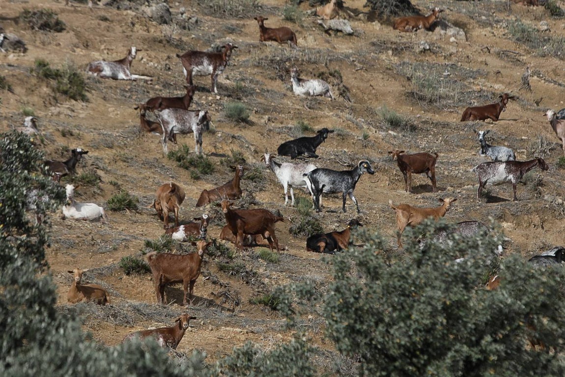 FOTOS: Siete claves para visitar Olvera, un encantador pueblo blanco de la Sierra de Cádiz