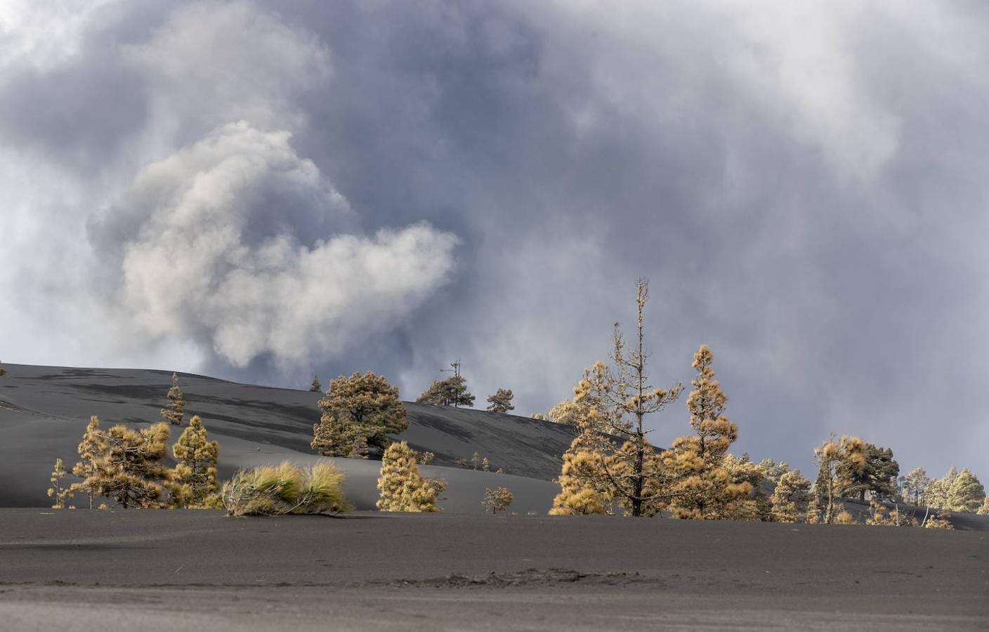 Nos aproximamos por Los Llanos del Jable en la zona oriental del Volcán Cumbre Vieja. Una densa capa de ceniza cubre los antiguos senderos y la vegetación. Los pinos canarios han cambiado se ven de color ocre por los gases y el efecto del calor que produce la erupción. 