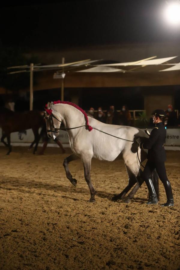 El espectáculo de Cadre Noir en Caballerizas Reales, en imágenes