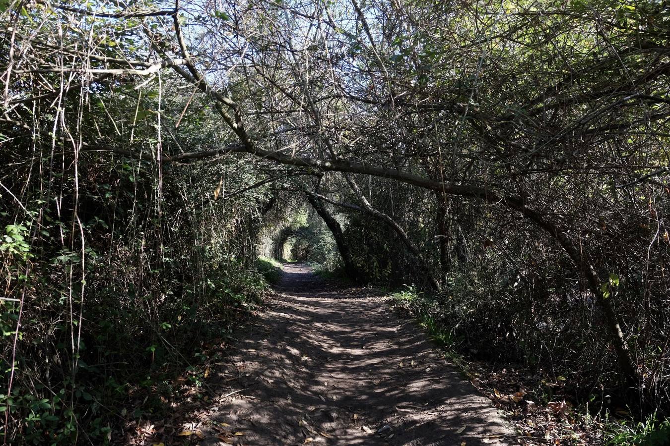 Fotos: La Sierra de Cádiz durante el Puente de Diciembre