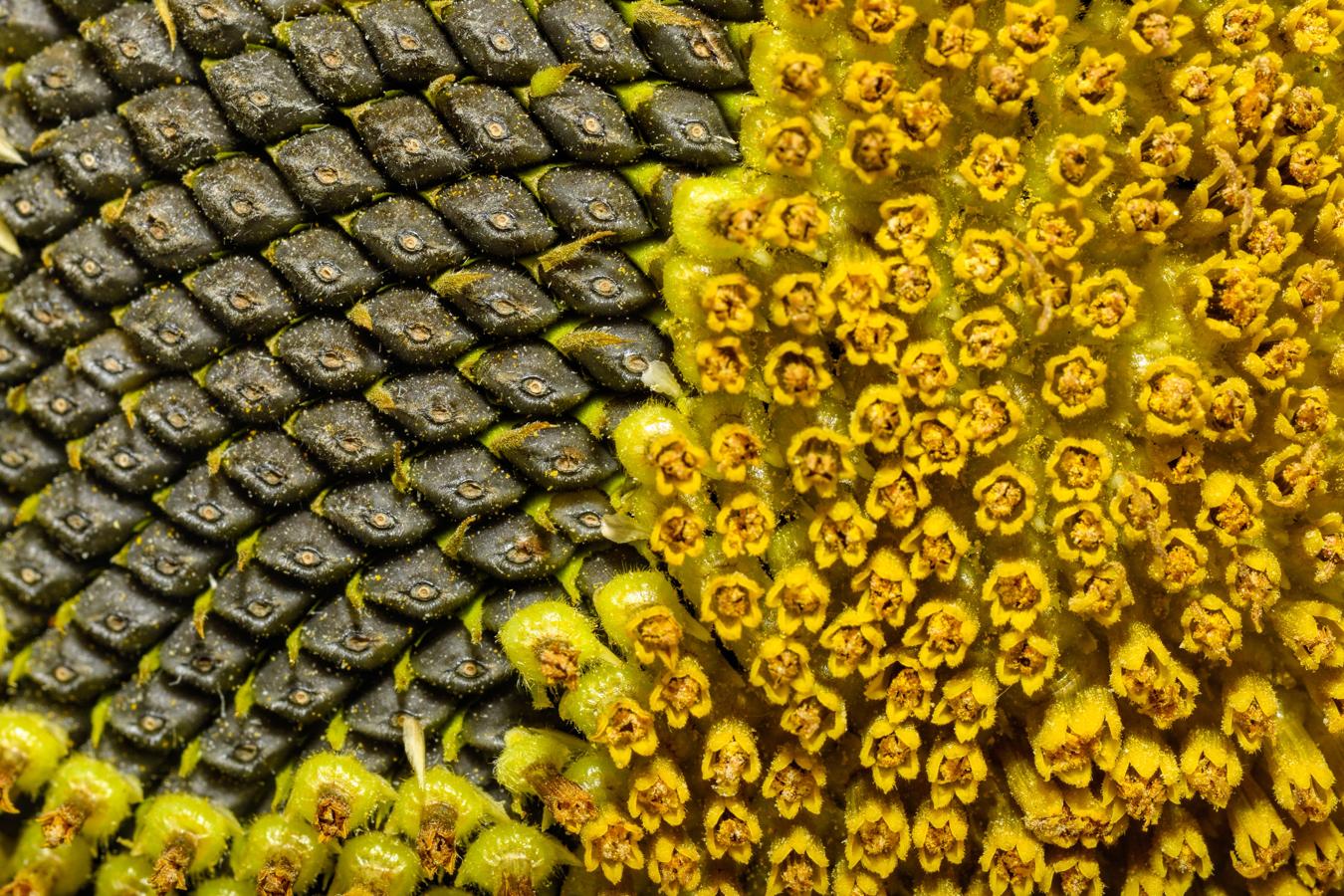 Metamorfosis floral. La transformación de las flores de girasol en frutos es espectacular. El girasol no es una flor como tal, sino un conjunto de inflorescencias. Cuando son polinizadas, se convierten en frutos (pipas), pero el proceso no ocurre en todas a la vez. Por eso es fácil encontrar girasoles como el de la imagen, con una zona en la que las pipas ya están casi maduras y otra en donde todavía se pueden ver las flores.. 