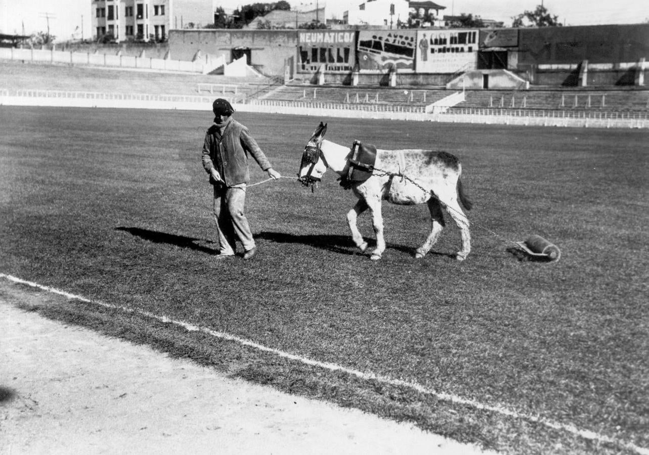 Un jardinero del Real Madrid mantenía el césped del estadio Chamartín con un burro que alisaba el terreno (1925). 