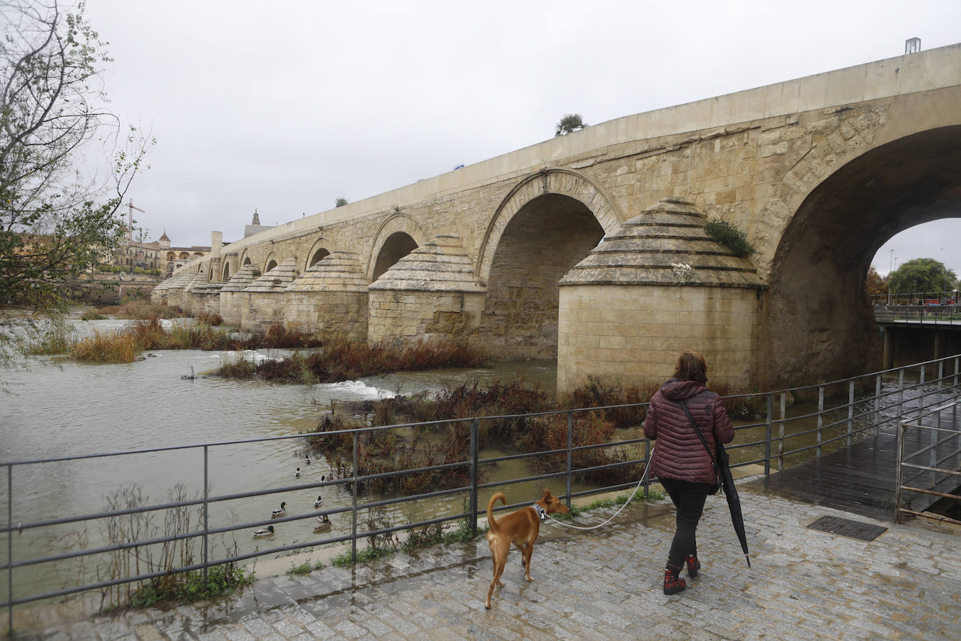 El impacto de las lluvias en el Guadalquivir en Córdoba, en imágenes