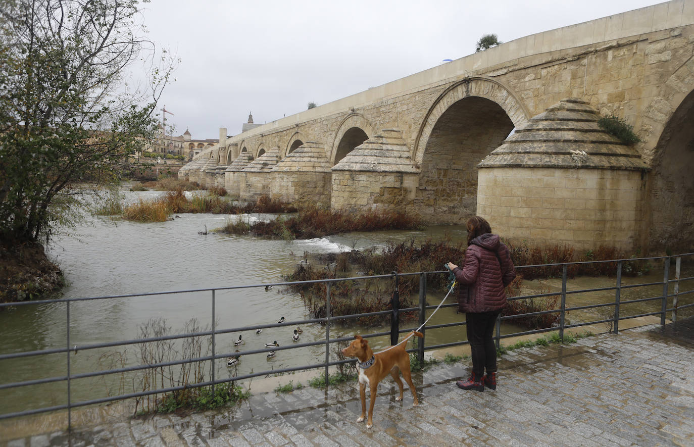 El impacto de las lluvias en el Guadalquivir en Córdoba, en imágenes