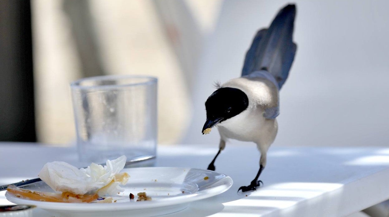 La belleza de la naturaleza oculta en la ciudad de Sevilla