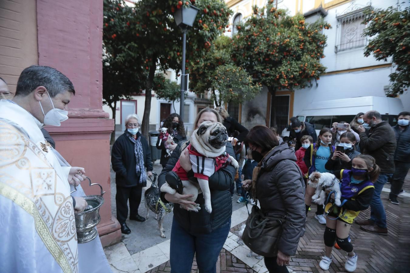 Bendición de animales en la parroquia de San Vicente por el día de San Antón