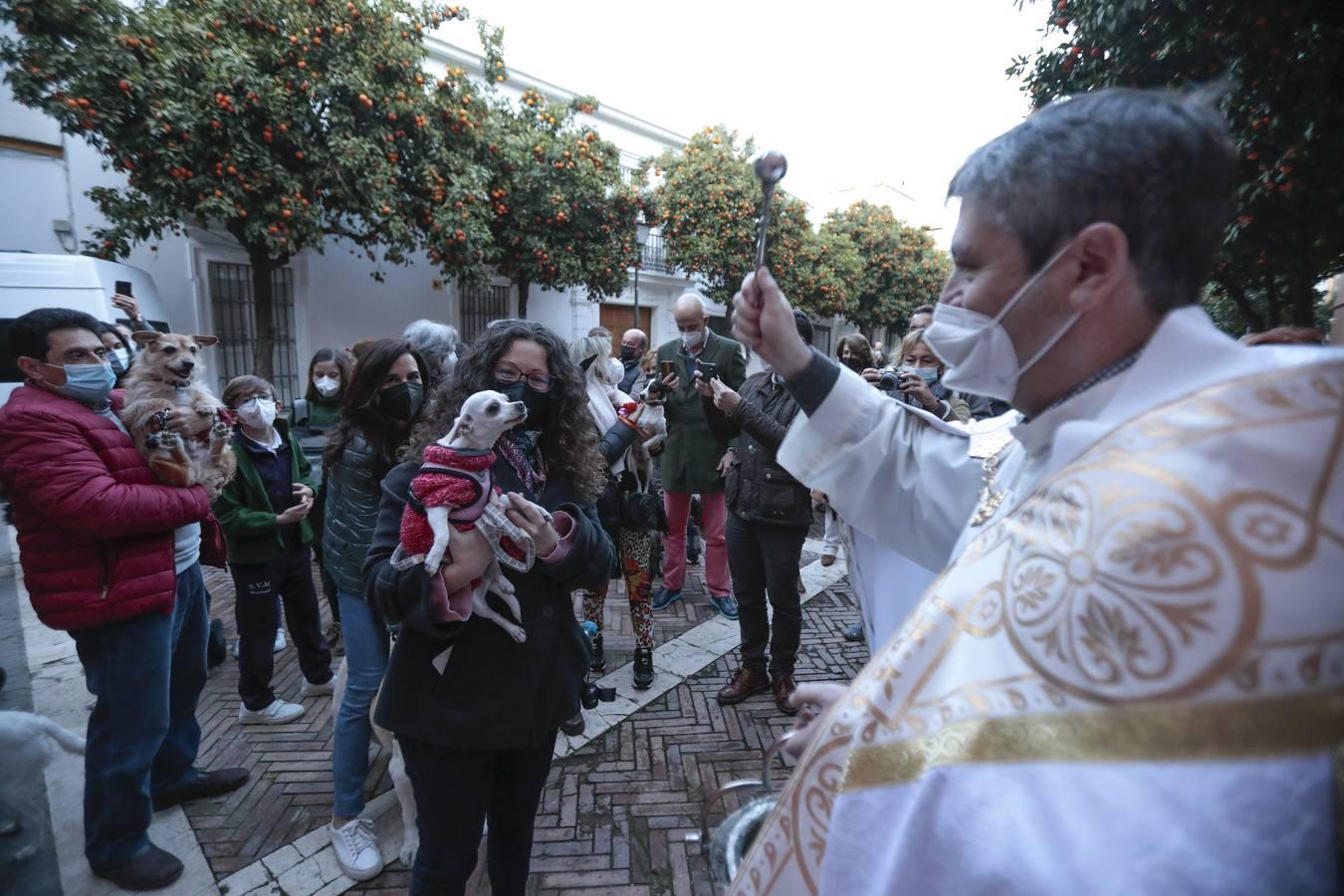 Bendición de animales en la parroquia de San Vicente por el día de San Antón