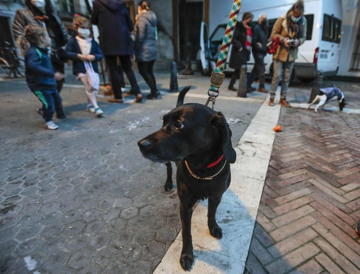 Bendición de animales en la parroquia de San Vicente por el día de San Antón