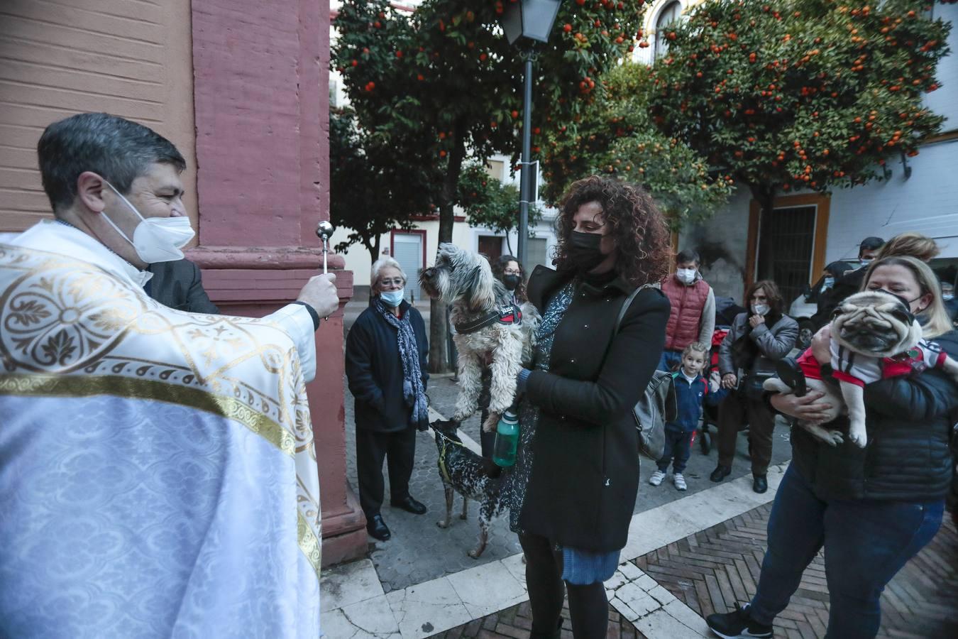 Bendición de animales en la parroquia de San Vicente por el día de San Antón