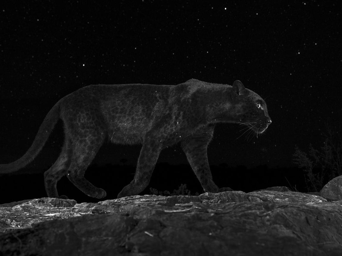 Mejor Portfolio de Mundo Vivo: William Burrard-Lucas, Reino Unido. El fotógrafo inglés William Burrard-Lucas creó, en 2009, un buggy con cámara a control remoto, al que bautizó como BeetleCam, que usa para capturar sorprendentes instantáneas en primer plano de la vida silvestre africana potencialmente peligrosa. Además, ha desarrollado una gama de equipos de cámara trampa de alta calidad para fotografiar la fauna nocturna. El éxito de sus dispositivos le llevó a crear la empresa Camtraptions Ltd en 2013 para producir una serie de productos para otros profesionales. A lo largo de los años ha trabajado en diferentes proyectos, pero, sin duda, uno de los que más reconocimiento le ha otorgado es el de su viaje a Kenia en el que fotografió a un leopardo negro salvaje durante seis meses para conseguir una imagen del animal bajo un cielo estrellado, aventura que narra en su libro The Black Leopard, publicado en marzo de 2021.