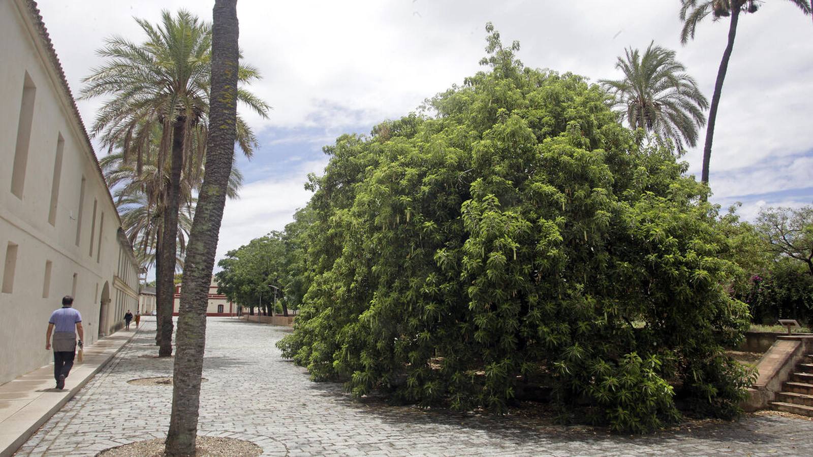 Avenida del Ombú