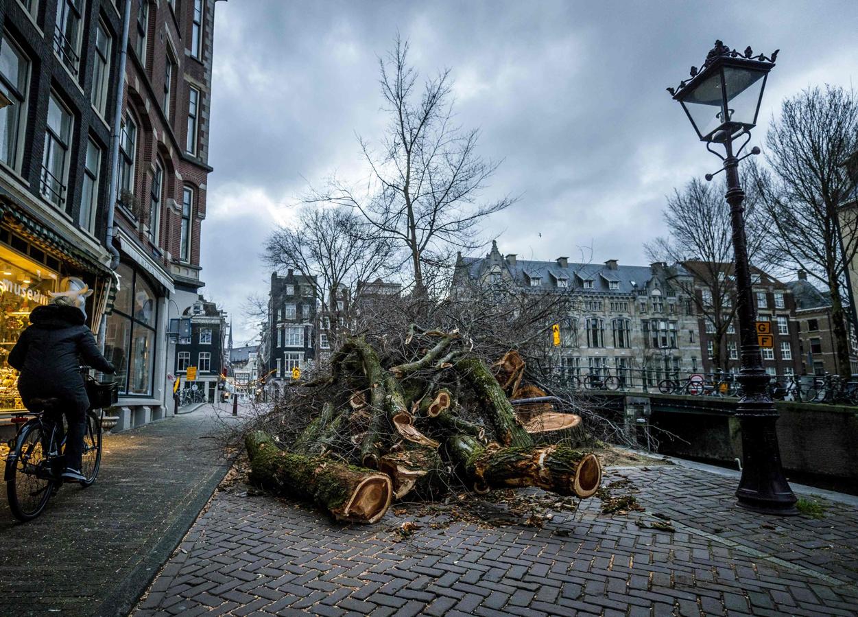 Árboles caídos en las calles de Ámsterdam. 