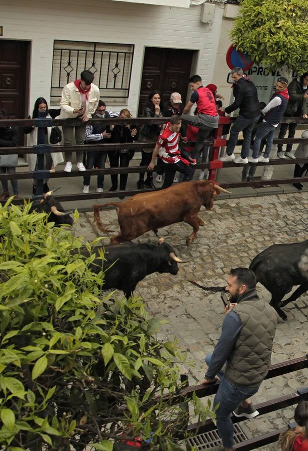 Tradicionales encierros en honor a San Sebastián en la Puebla del Río. JUAN FLORES