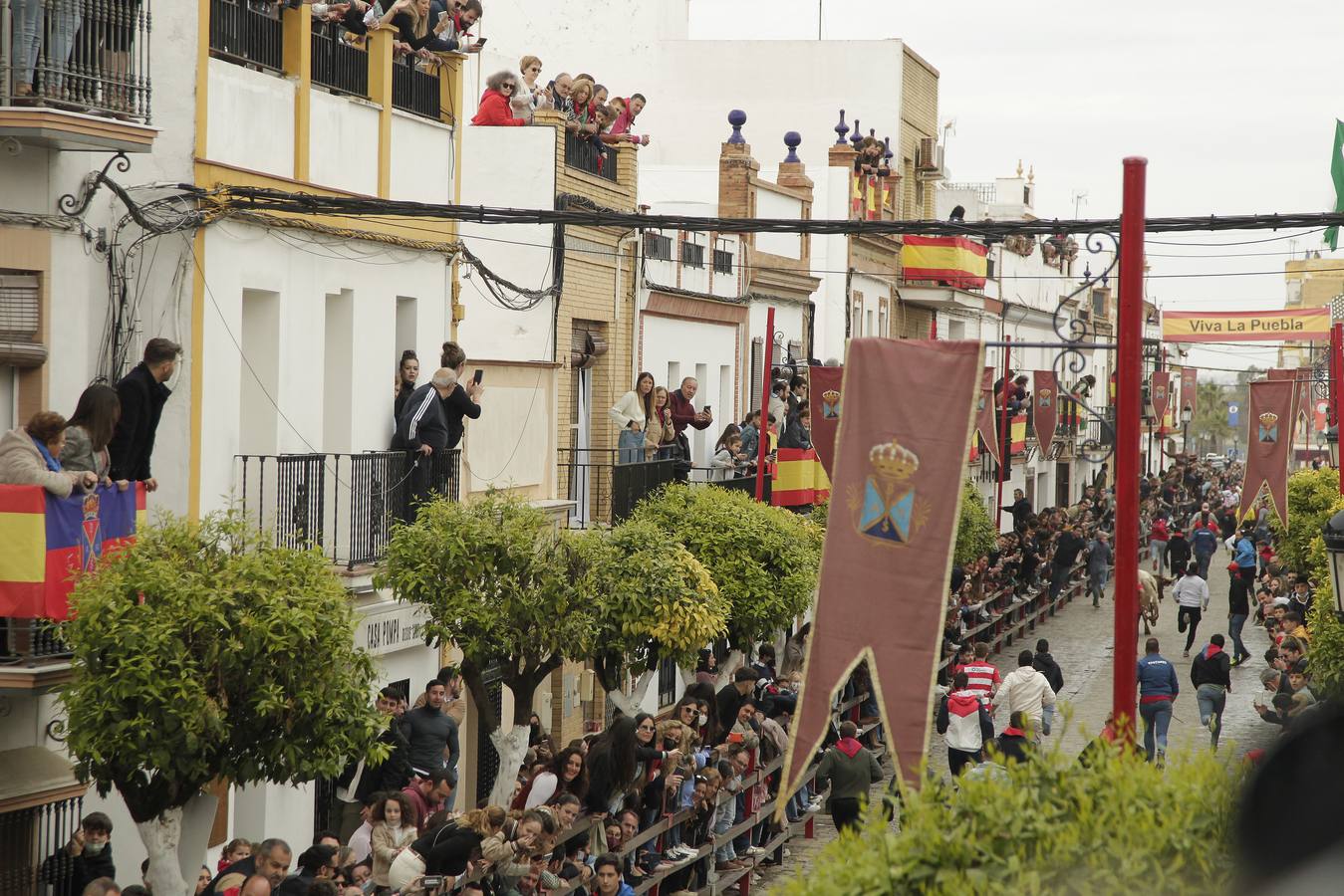 Tradicionales encierros en honor a San Sebastián en la Puebla del Río. JUAN FLORES