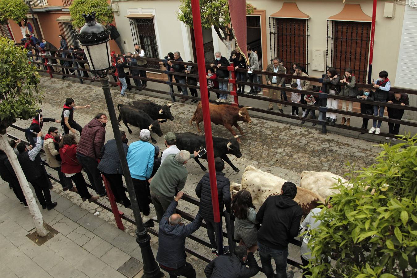 Tradicionales encierros en honor a San Sebastián en la Puebla del Río. JUAN FLORES